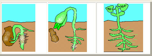 Germinate