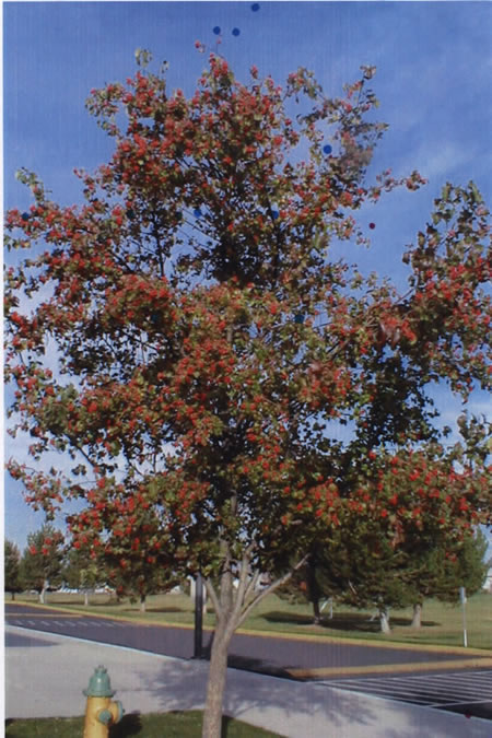 Our Fall Tree
