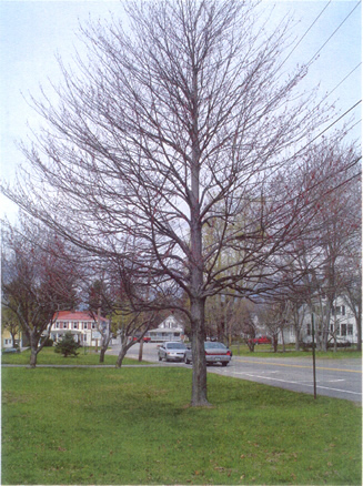 Our Spring Tree