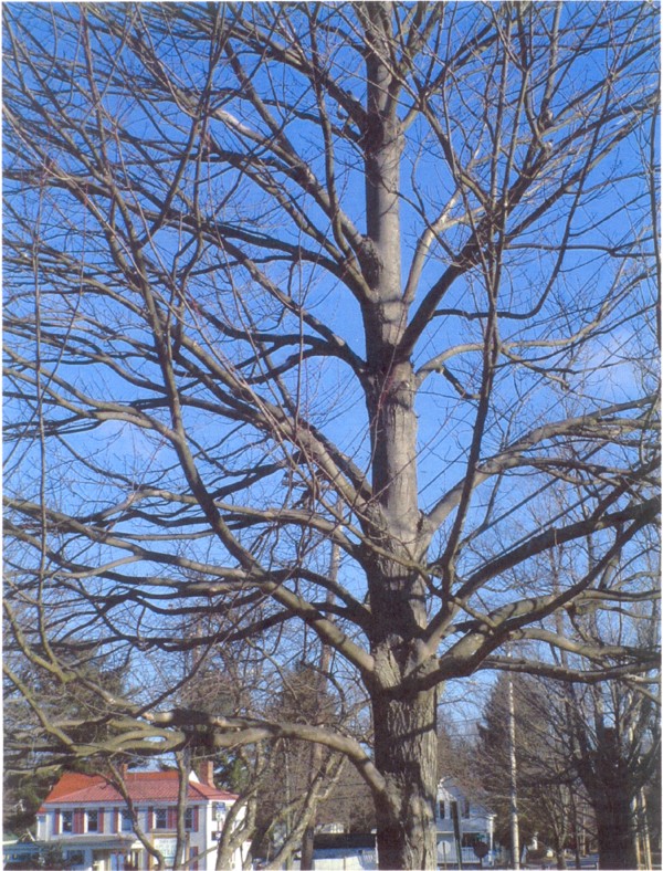 Winter tree