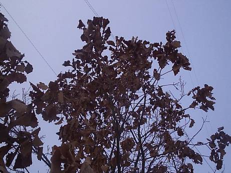 Our Winter Oak Tree