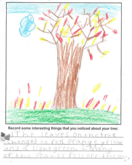 Amanda's Tree