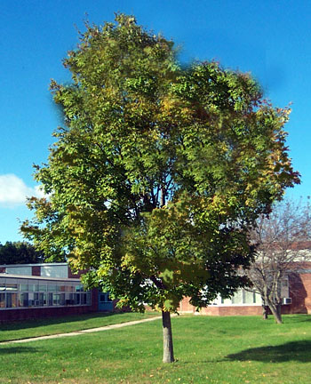 summer tree