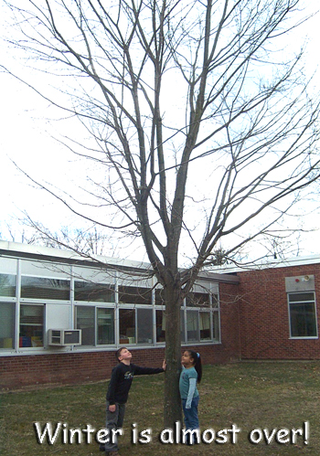 Winter Tree