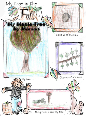 Marcus' Fall Tree
