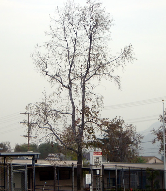 Fall Tree
