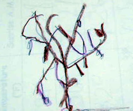 Josh's Tree