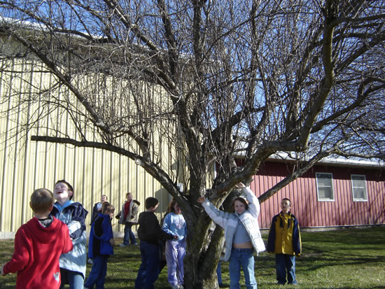 Winter Tree