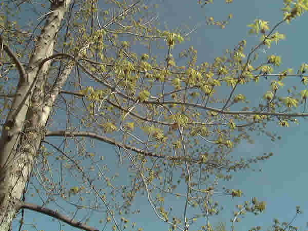 Our spring tree
