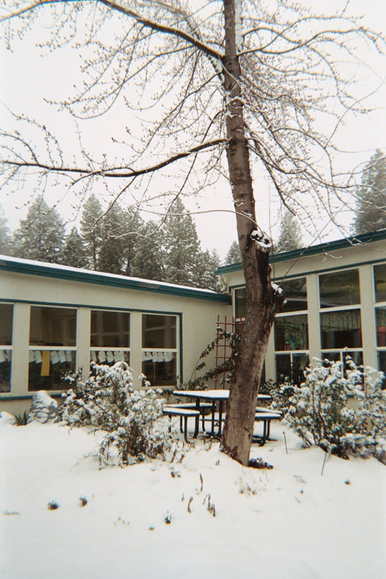 Our Winter Tree