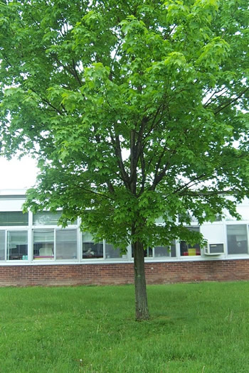 Spring Tree