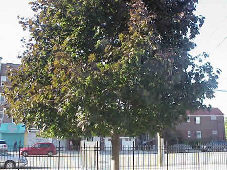 Our fall tree