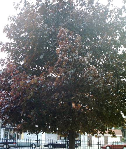 Spring Tree