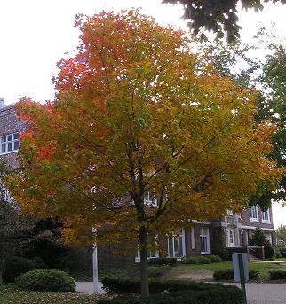 Fall Tree
