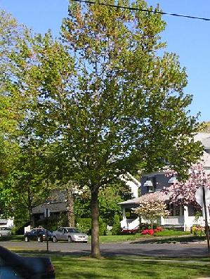 McGowan Spring Tree