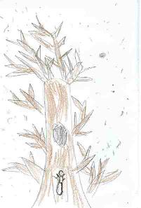 winter tree