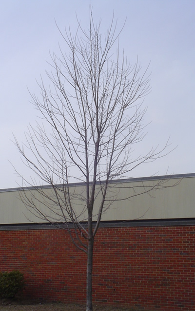 Winter Tree