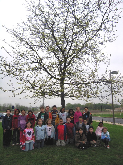 Spring Tree