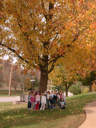 Fall Tree