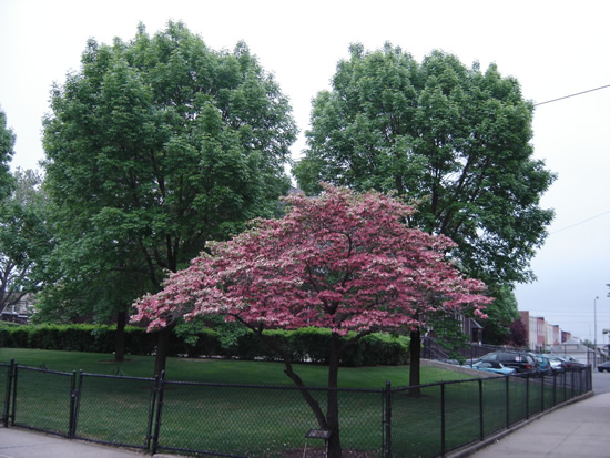 Our Spring Tree