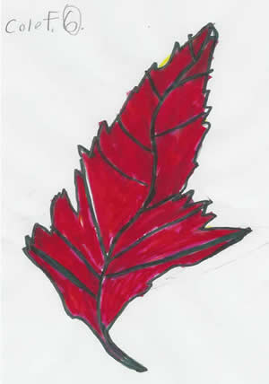 Fall Leaf by Cole