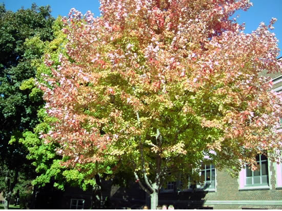 Our Fall Tree