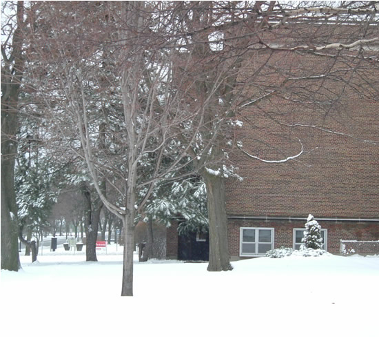 Winter Tree