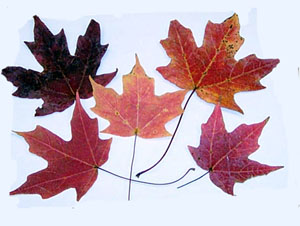 Leaves