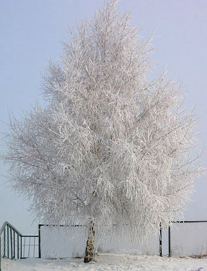 Our Winter Tree