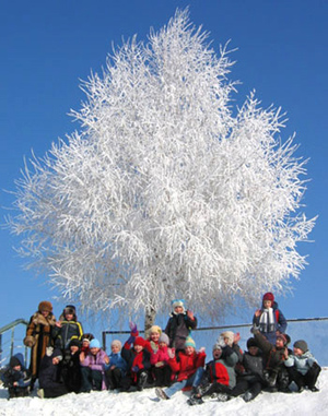 Our Class and Our Tree