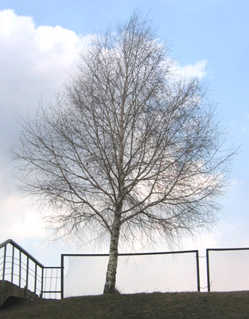 Our Spring Tree