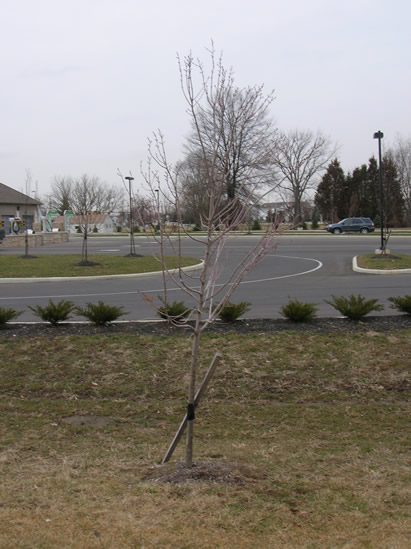 Winter Tree