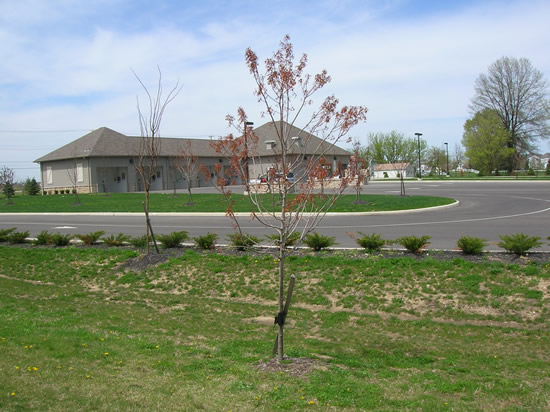Spring Tree