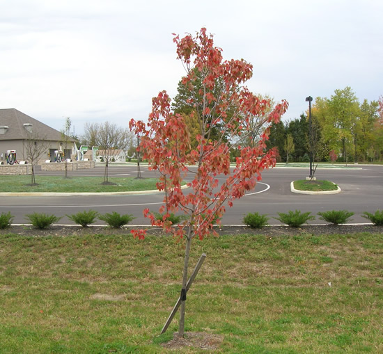 Fall Tree