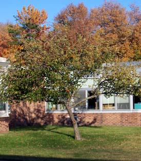 Class Tree