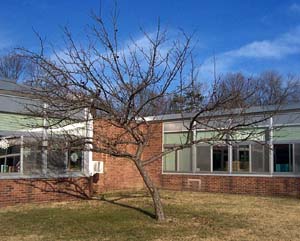 Winter Apple Tree