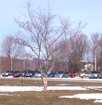 class tree