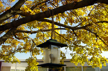 Birdfeeder