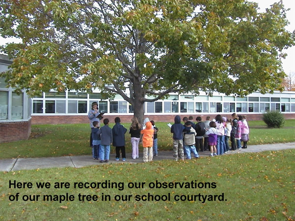 Our Fall Tree