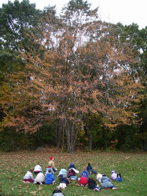 Autumn Tree