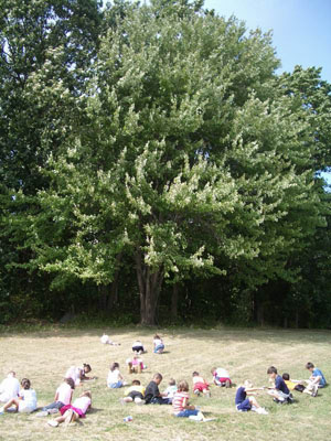 summer tree