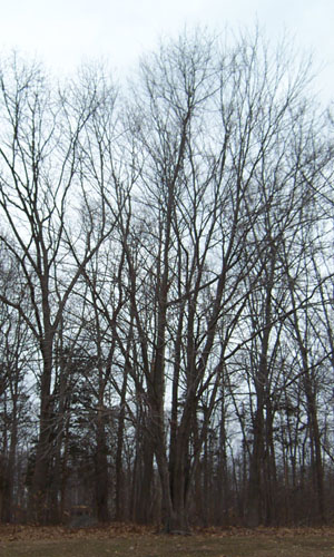 Winter Tree