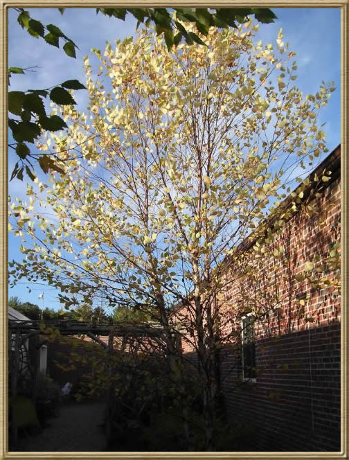 Fall tree