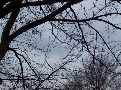 Spring Tree