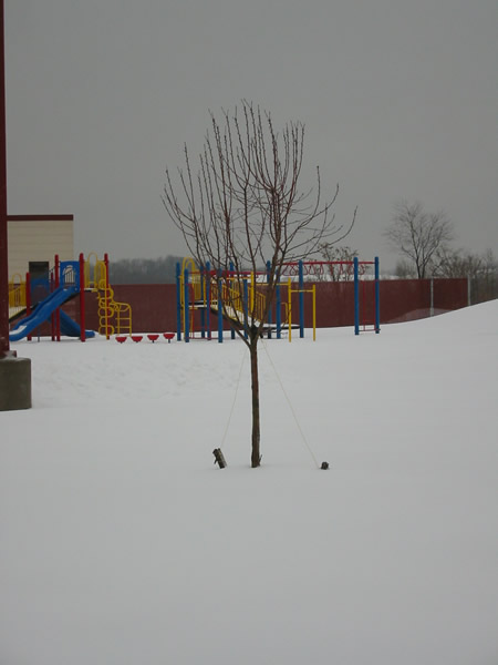 Winter Tree