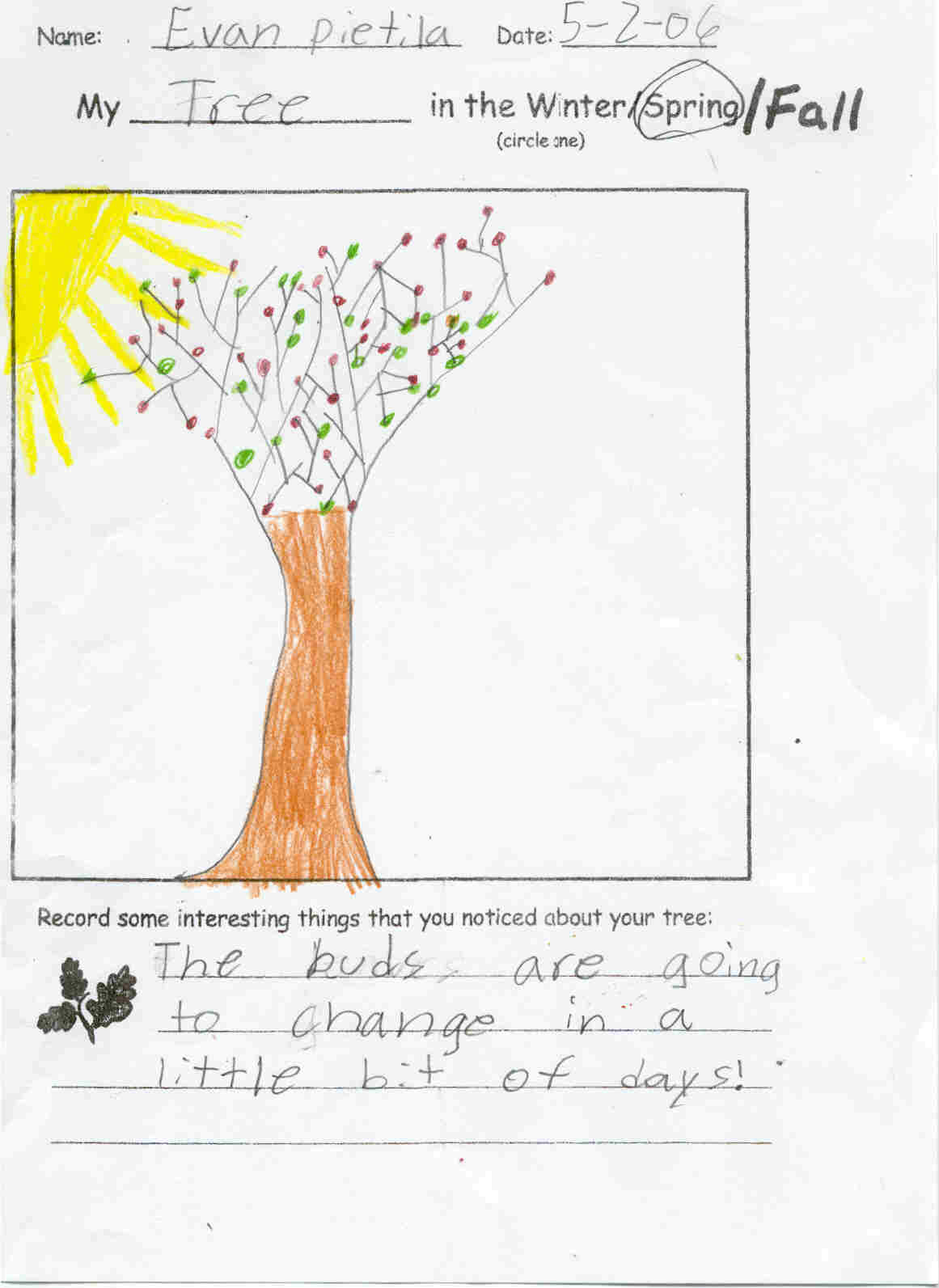 Evan's Spring Tree