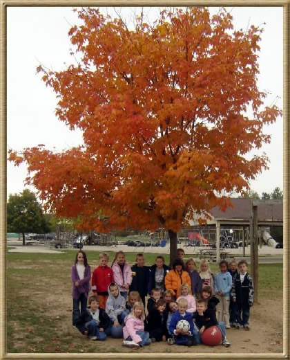 Our Fall Tree
