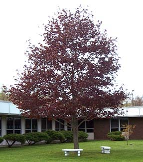 spring tree
