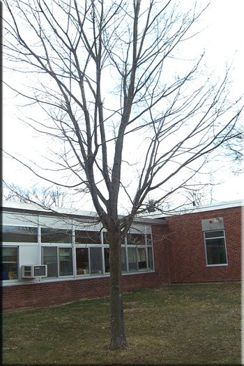 Winter Tree
