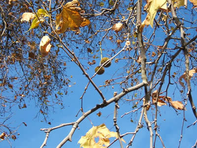 Fruit on our tree